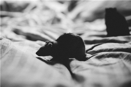 How To Keep Mice Away From Your Bed