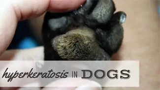 Hyperkeratosis in Dogs