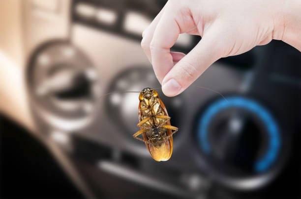 Roach Getting In Car 