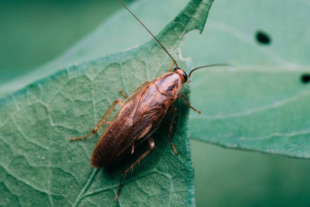 What Does Cockroaches Like To Eat