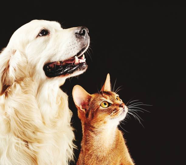 Why Do Dogs Eat Cat Poop