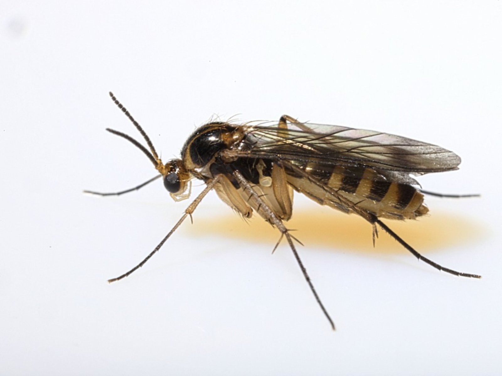 Worst Pests to Have in your Home