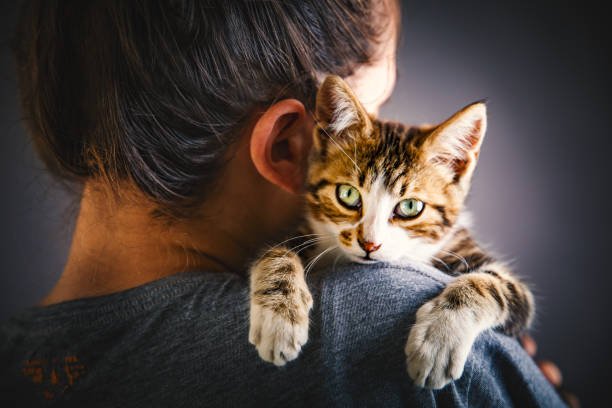 Adopting a cat from PetSmart