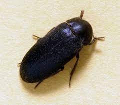 do larder beetles fly