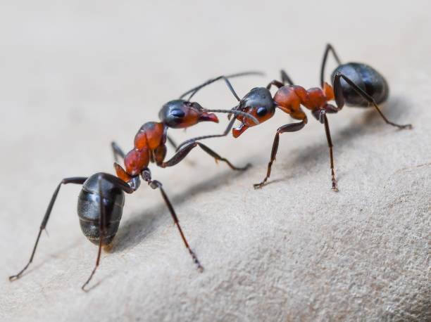 Ants In Carpet