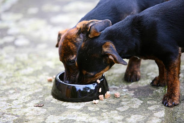 Can Dogs Eat Couscous