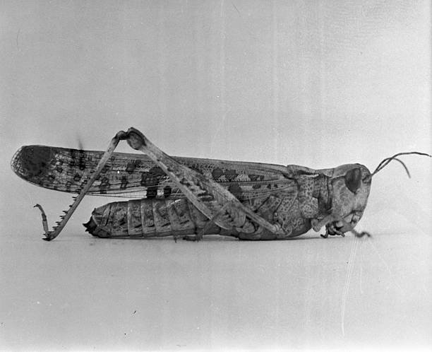 Can Grasshoppers Regrow Legs