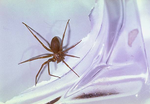 What are The Benefits and Effects of Chicken Eating Spider? 2 Chicken Eating Spider