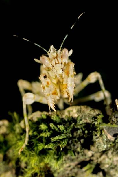 Devil Praying Mantis