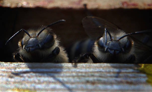 Do Bees Have Ears