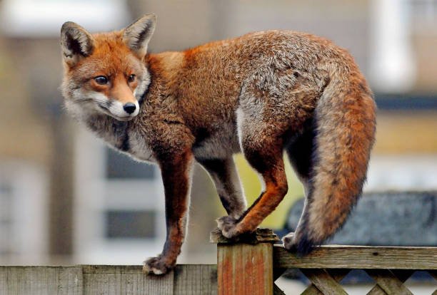 Do Foxes Hibernate? Activities of Foxes in Winter! 2 Do Foxes Hibernate