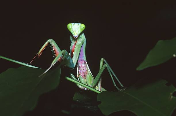 Do Praying Mantises Fly