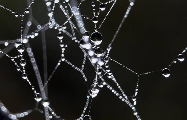 Do Spiders Drink Water