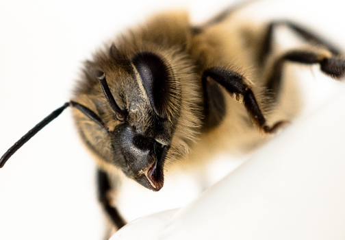Do Bees Have Teeth