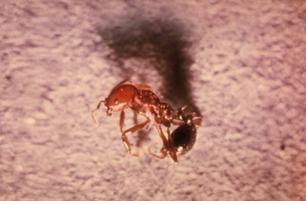 Does Bleach Kill Ants