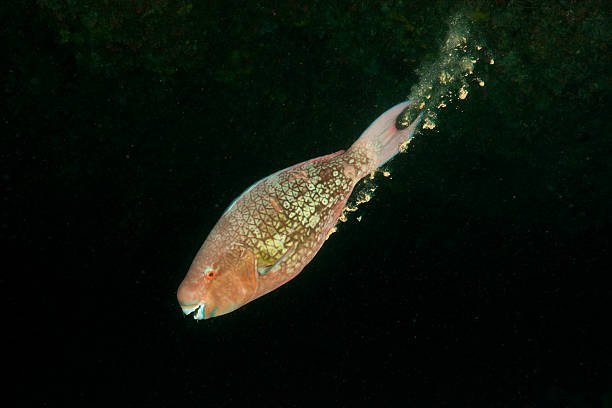 FIsh poop