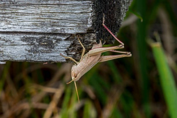 grasshopper egg sack