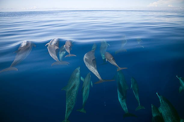 what is a group of dolphins called