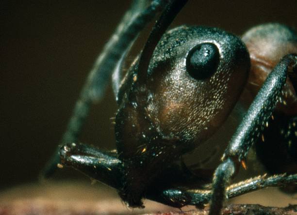How to Get Rid of Ants in the Bathroom