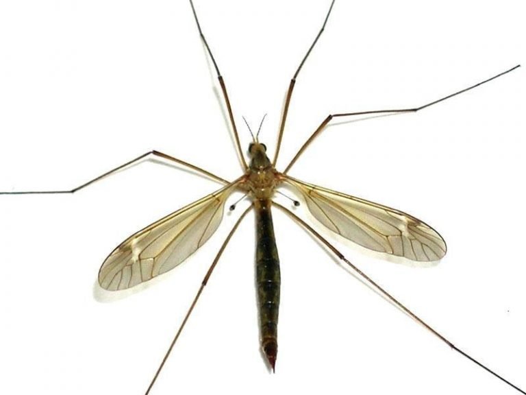 Skeeter eaters