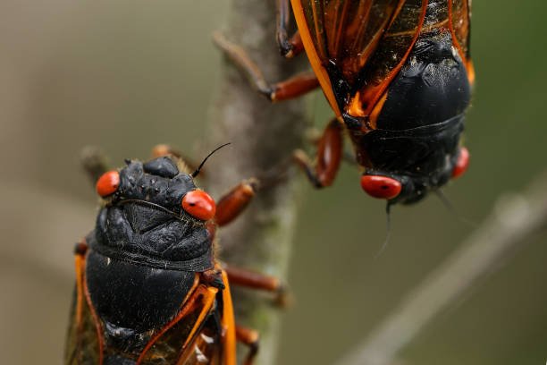 Cicada Life Cycle