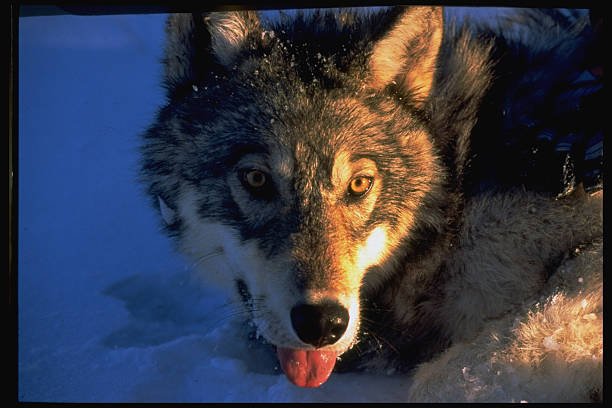 Why Do Wolves Have Red Eyes