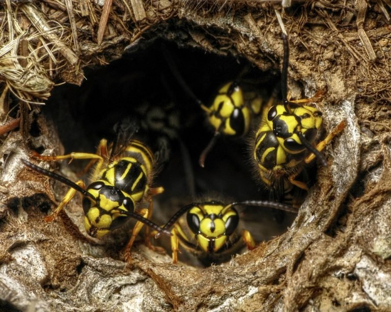 How to find a yellow jacket nest
