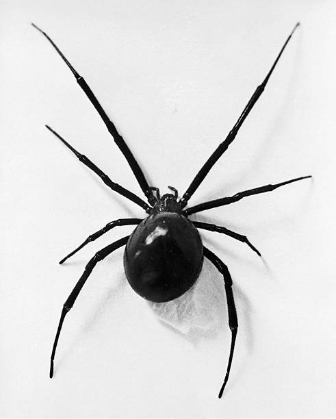 What are The Benefits and Effects of Chicken Eating Spider? 3 Chicken Eating Spider