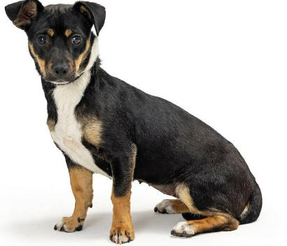 Chihuahua Rottweiler Mix | About This Breed | Pestclue