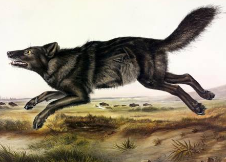 Are Wolves Scared of Fire