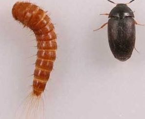 Carpet Beetle Droppings - Pestclue