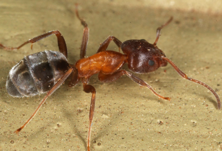 Velvety Tree Ant