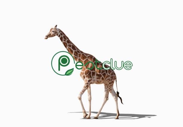 What Are The Top 5 Animals With Long Tails? | Pestclue
