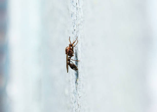 Do ants have wings