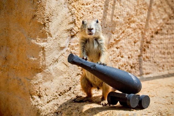 Are Squirrels Dangerous