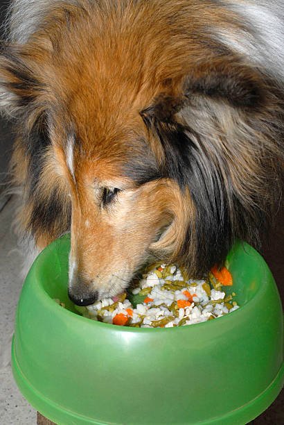 Can Dogs Eat Mandarins Pestclue