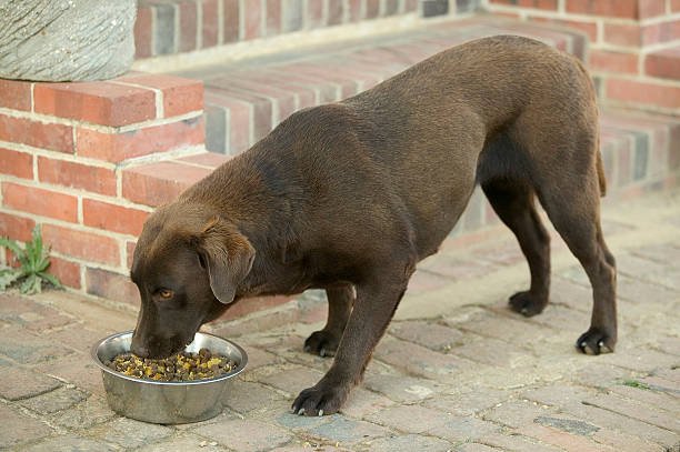 Can Dogs Eat Mexican Rice? | Pestclue