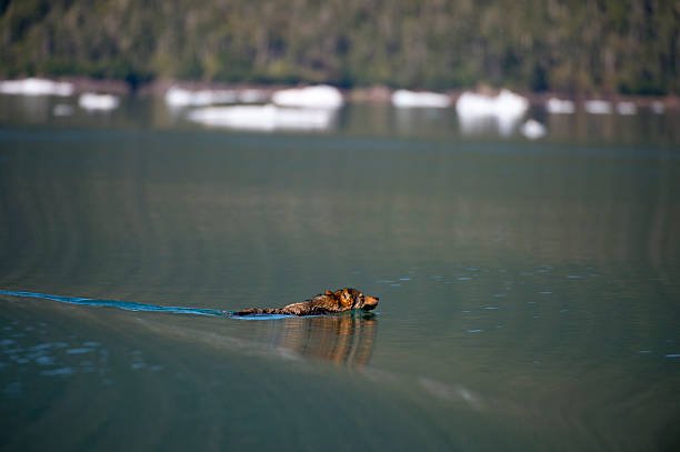 Can Wolves Swim