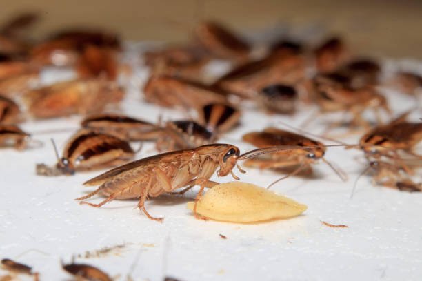 Cockroach Noise