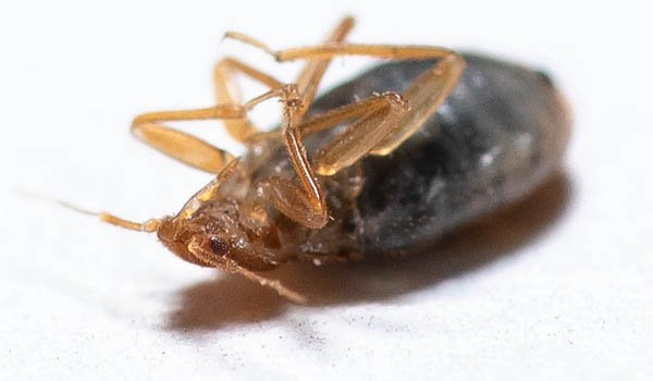 Dead Bed Bugs in House: How to Get Rid