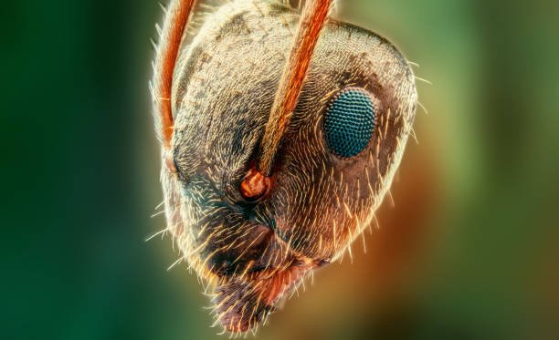 Do Ants Have Eyes