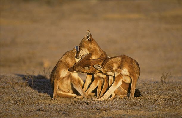 Do Foxes Smell? 2 Do Foxes Smell