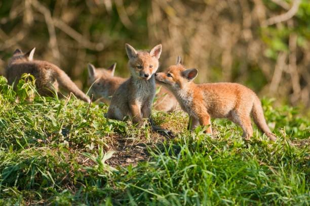 Do Foxes Smell
