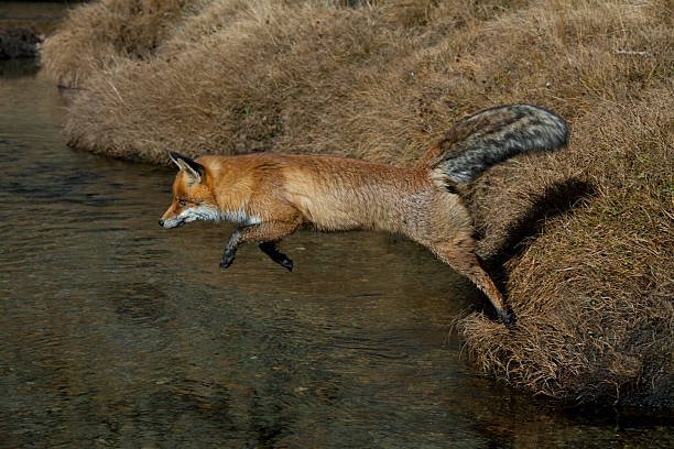 How high can a fox jump