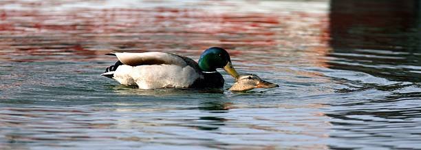 How Do Ducks Mate