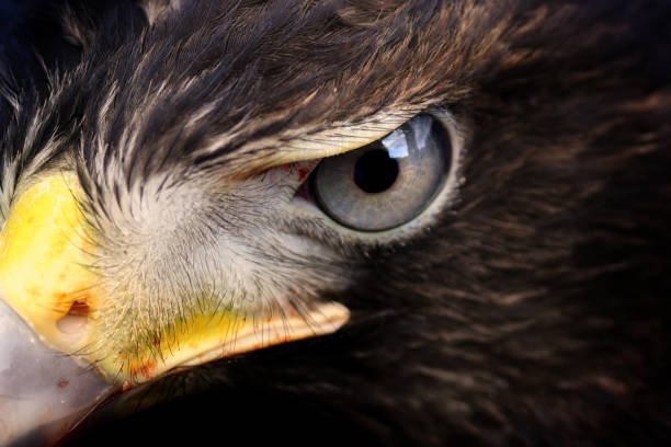 Why do hawks have good eyesight? How Good Is a Hawk's Vision? 2 Why do hawks have good eyesight
