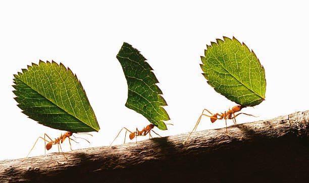 How Many Ants Are In The World? 2 How Many Ants Are In The World