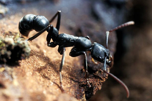 How do ants find food
