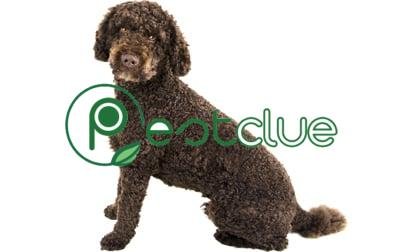 13 Mixed-Breed Dogs That Don’t Shed a Lot