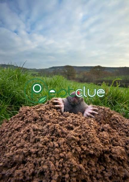 Mole Control Products